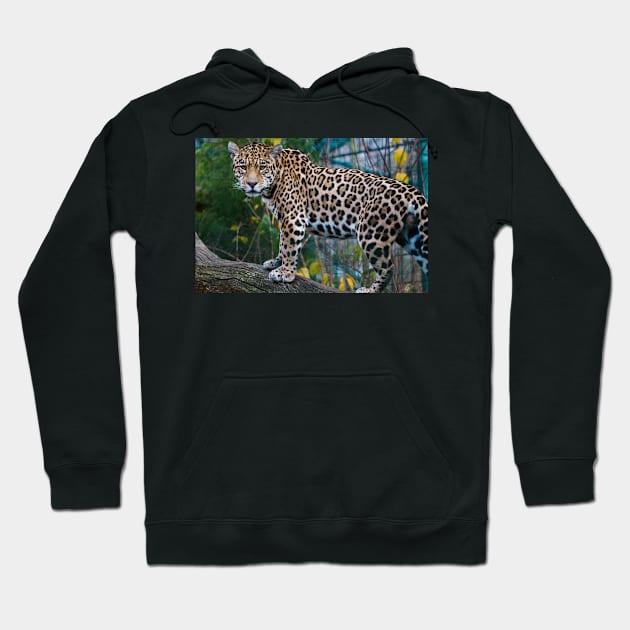 Jaguar Hoodie by kawaii_shop